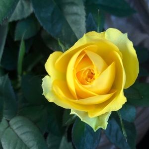 Meet your Posher, Ngoc thuy